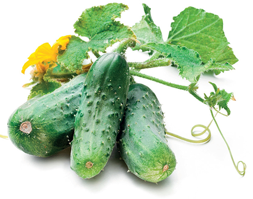 okurka