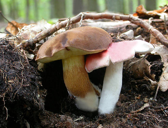 symbióza